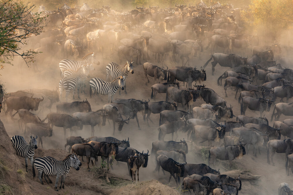 Migration