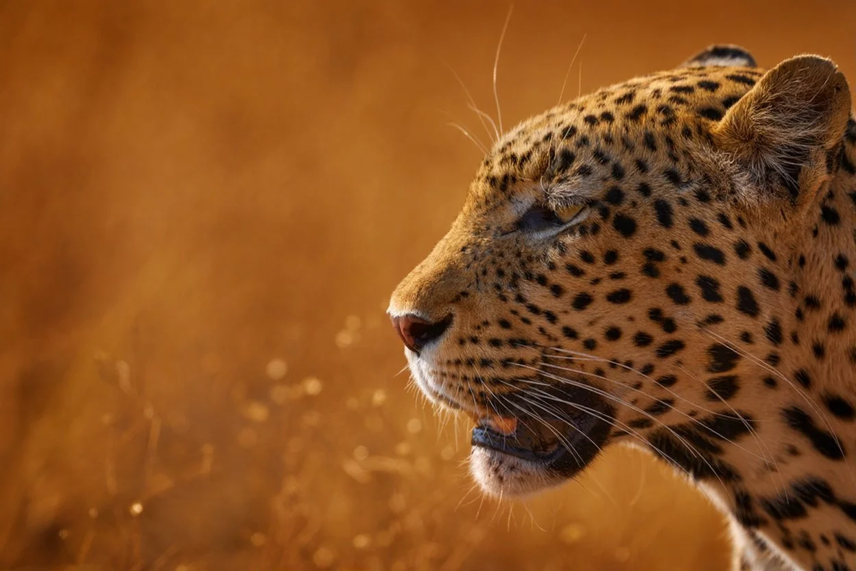 leopard-web