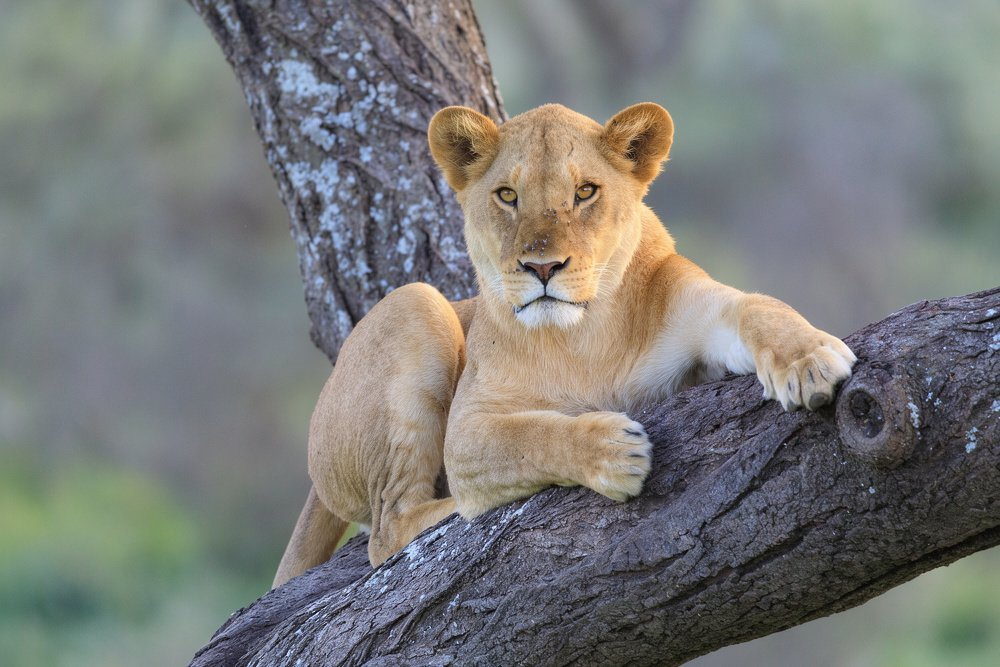 liontree-lossless