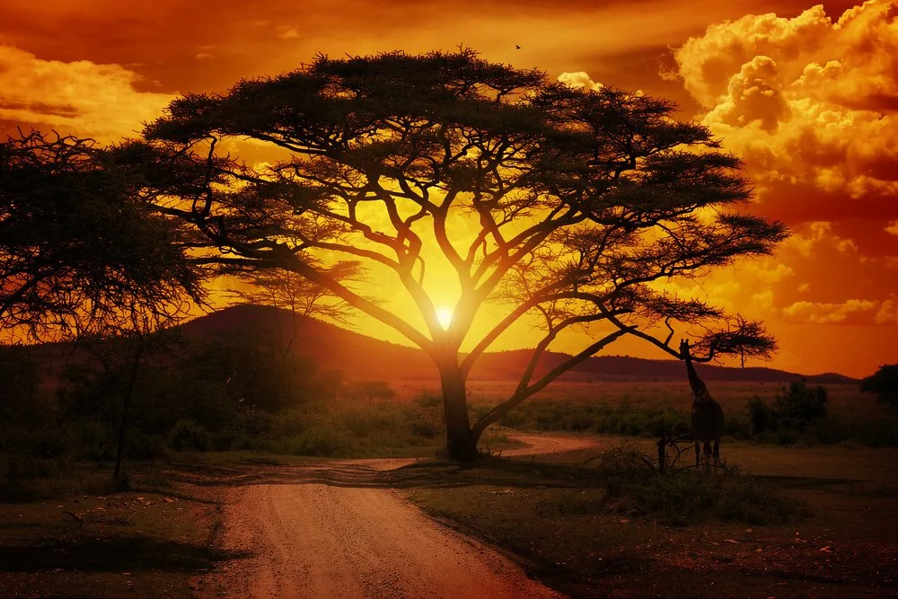 savana_sunset